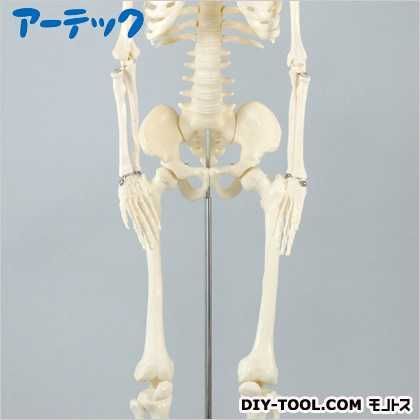 人体骨格模型85cm2個組 93610 1