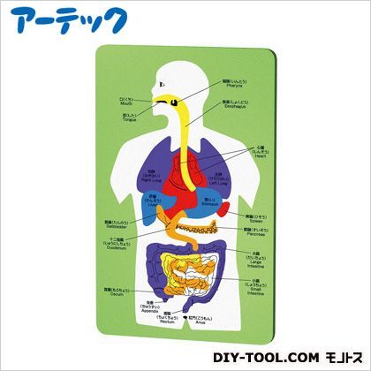 EVA人体解剖パズル 94888 1