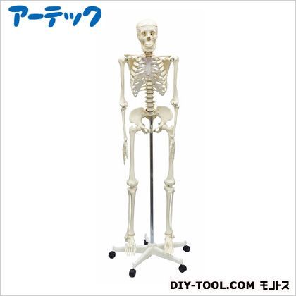 人体骨格模型160cm 9975 1