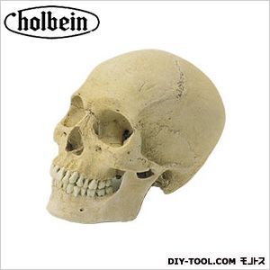 頭骨モデルSR-1頭蓋骨(男) H16×D24×W13.5cm 1