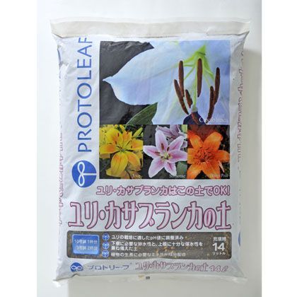 ユリ・カサブランカの土 1