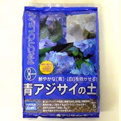 青アジサイの土