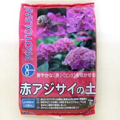 赤アジサイの土
