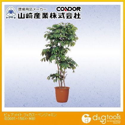 ピュアメイトフィカス・ベンジャミン ED001-150X-MB 1