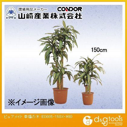 ピュアメイト幸福の木